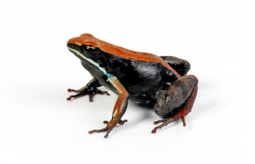 Brown mantella // Madagaskar-Buntfrosch (Mantella betsileo) - Madagascar