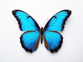 Beautiful bright blue butterfly isolated on a white background with spread wings.