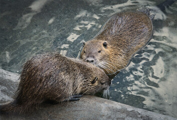 beavers pair at urban pond