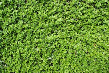 Live fence. Natural background of small leaves