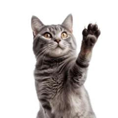 Fotobehang cat giving high five isolated transparent background. Generative AI © ayselucar