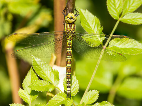 Southern Hawker Dragonfly Macro