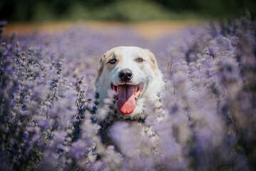 Portrait of cute rescued dog in the lavender field