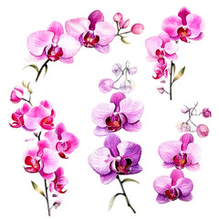 Set of pink orchid floral watecolor. flowers and leaves. Floral poster, invitation floral. Vector arrangements for greeting card or invitation design	