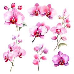 Fototapeta na wymiar Set of pink orchid floral watecolor. flowers and leaves. Floral poster, invitation floral. Vector arrangements for greeting card or invitation design 