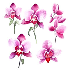 Set of pink orchid floral watecolor. flowers and leaves. Floral poster, invitation floral. Vector arrangements for greeting card or invitation design	