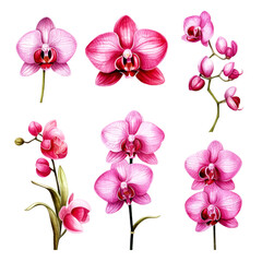 Fototapeta na wymiar Set of pink orchid floral watecolor. flowers and leaves. Floral poster, invitation floral. Vector arrangements for greeting card or invitation design 