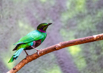 Emerald Starling (Lamprotornis iris)