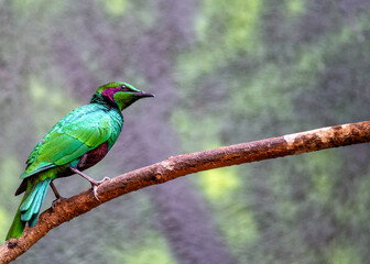 Emerald Starling (Lamprotornis iris)