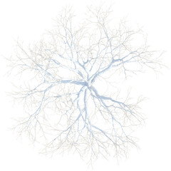 Top view of leafless tree covered by snow