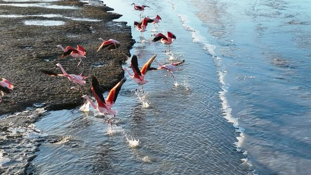 Flamingos Flying At El Calafate In Patagonia Argentina. Wildlife Landscape. Slow Motion Background. Patagonia Argentina. Sea Birds Animals. Flamingos Flying At El Calafate In Patagonia Argentina.