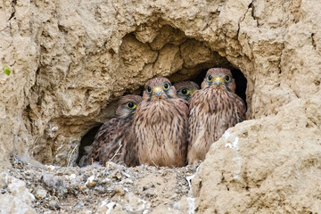 Kestrel babies in a sandstone nest in natural habitat (Falco tinnunculus). Young kestrels waiting...
