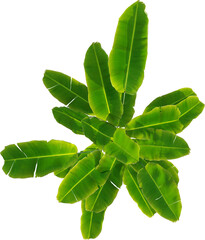 Top View Strelitzia Reginae