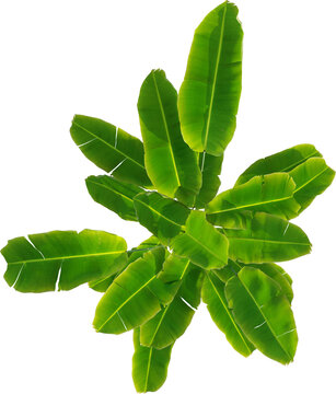 Top view of Strelitzia reginae - Crane Flower - Bird of Paradise