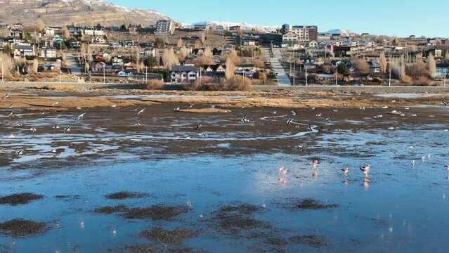 Seabirds Flying At Argentino Lake In El Calafate Argentina. Seabirds Riverside. Wildlife Landscape. El Calafate Argentina. Lake Water. Seabirds Flying At Argentino Lake In El Calafate Argentina.