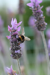 Bumble Bee getting nectar from a lavender plant.