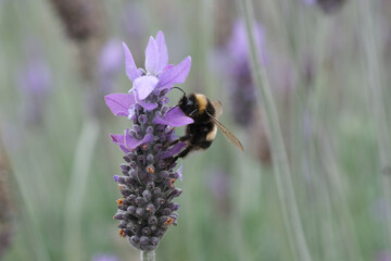 Bumble Bee getting nectar from a lavender plant.