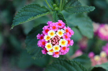 Pequeña flor de pétalos rosas y blancos.