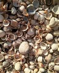Small seashells from Azov sea beach