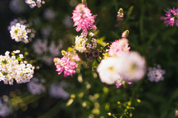 Flower bee nature pink garden