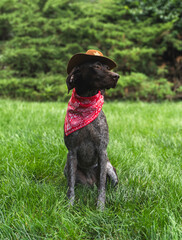 Halloween dog in cowboy costume