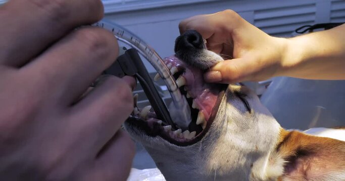 The veterinarian performs intubation of the dog under anesthesia before operations. The doctor places a tube in the dog's trachea to connect to a ventilator. Dog intubation concept.