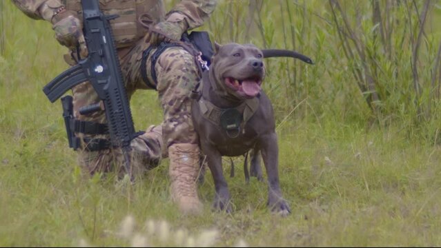 Perro de defensa listo para atacar