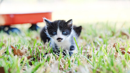 Black and white kittens with mustache exploring yard grass outdoors.