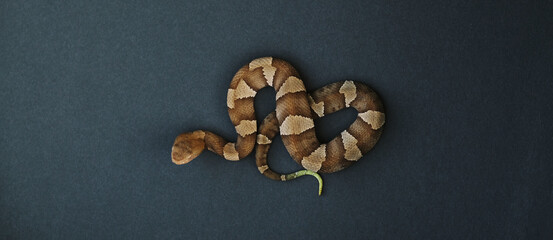 Young copperhead venomous snake with green tail, isolated on black background.