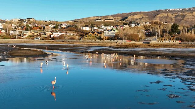 Seabirds Flying At Argentino Lake In El Calafate Argentina. Seabirds Riverside. Wildlife Landscape. El Calafate Argentina. Lake Water. Seabirds Flying At Argentino Lake In El Calafate Argentina.