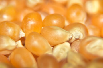 close up of corn seeds. extreme macro shot of food: popcorn texture background