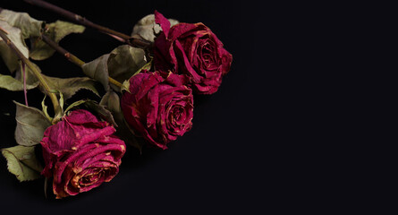 Dry roses on a black background, copy space. Unhappy love, loneliness, sadness, old age, loss.