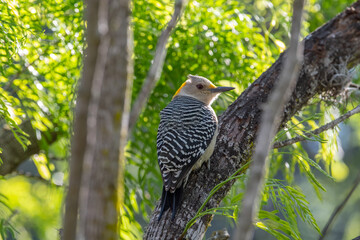 Golden-fronted Woodpecker in a Texas Forest