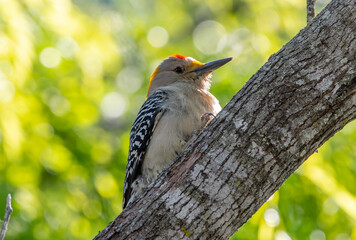 Golden-fronted Woodpecker in a Texas Forest