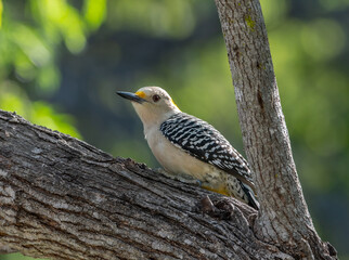 Golden-fronted Woodpecker in a Texas Forest