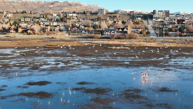 Flamingos Flying At El Calafate In Patagonia Argentina. Wildlife Landscape. Waterfront Background. Patagonia Argentina. Sea Birds Animals. Flamingos Flying At El Calafate In Patagonia Argentina.