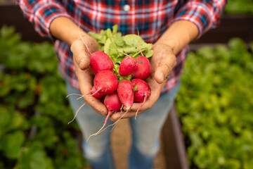 Hand holding fresh organic radish vegetable from vegetable garden, promoting wellbeing and healthy...