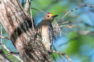 Golden-fronted Woodpecker in a Texas Forest