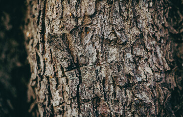 texture bark of a tree