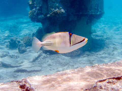 Picasso lagoon triggerfish (Rhinecanthus aculeatus), underwater photo into the Red Sea