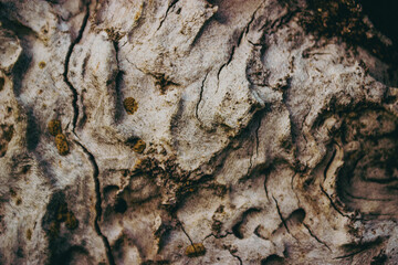bark of a tree texture