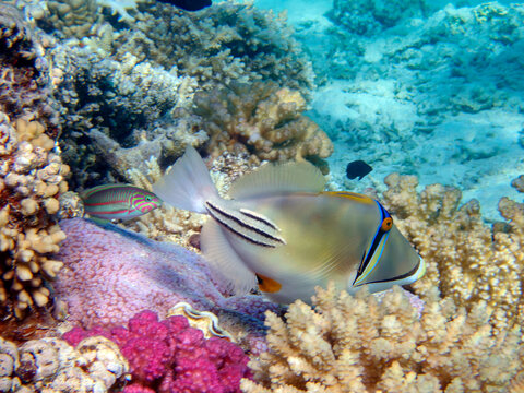 Picasso lagoon triggerfish (Rhinecanthus aculeatus), underwater photo into the Red Sea