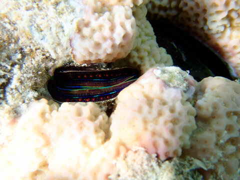 Blue lipped coral oyster - (Pedum spondyloideum), underwater photo into the Red Sea