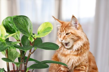 Cute domestic cat sniffing green houseplant