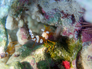 Fototapeta na wymiar Sexy shrimp - (Thor amboinensis), underwater photo into the Red Sea