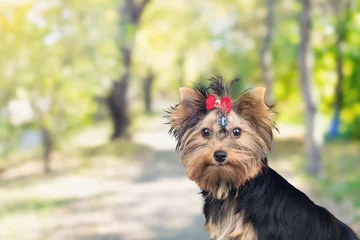 Fototapete Französische Bulldogge portrait of happy young dog puppy in park