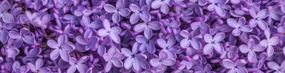Lilac, Best Website Background, Hd Background, Background For Computers Wallpaper