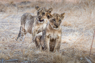 Lion cubs walking on as river bank in Zambia