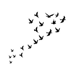 silhouette group of flying birds