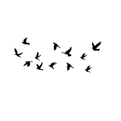 silhouette group of flying birds